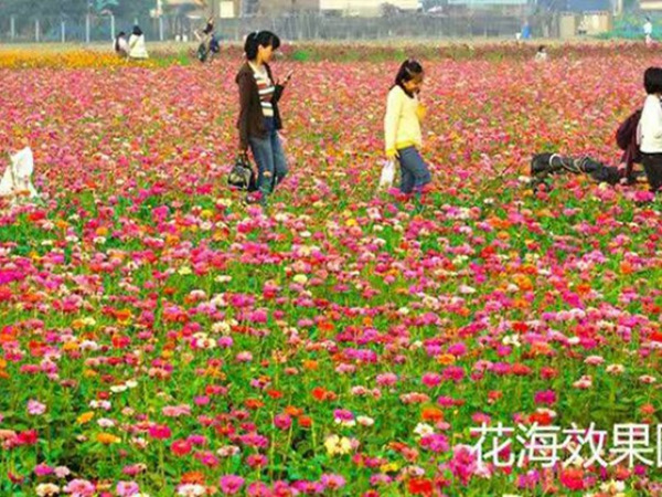 百日草花海